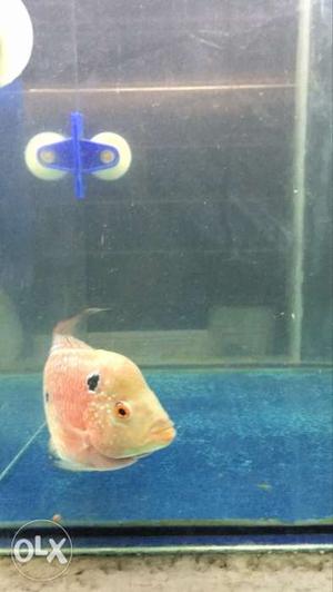 Srd flowerhorn fish 3inc on cheap rates only