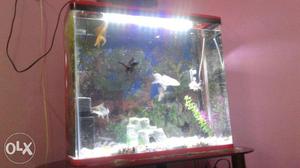 Stylish new Aquarium with 7 costly fish 2 fit