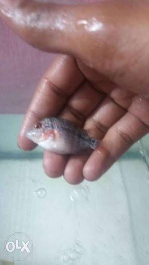 Super Red dragon flowerhorn Full active to sell
