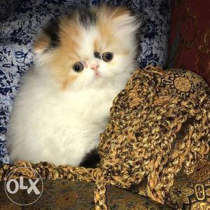 TOP, Affectionate Persian Kittens available. Kindly PRICE