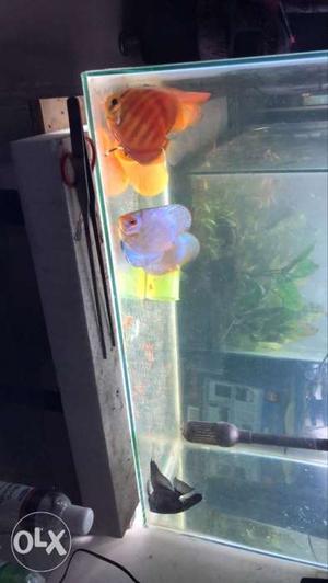 Tank and discus fish for sale