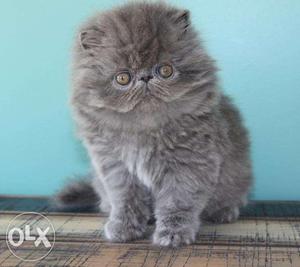 Tebby color cash on delivery pure persian kitten avalible