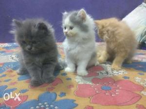 Three Gray, White, And Brown Kittens