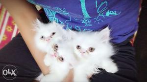 Three Long-hair White Kittens