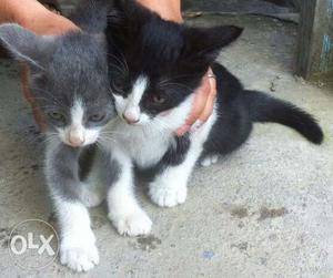 Two Black-and-white And Gray-and-white Bicolor Kittens
