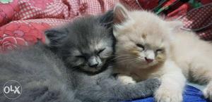 Two Gray And Yellow Kittens