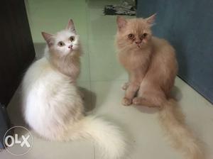 Two White And Beige Persian Cats
