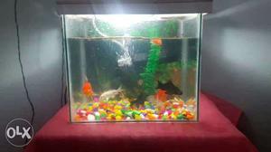 Two one feet aquarium with scenery available..