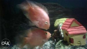 Two red blood parrotfish