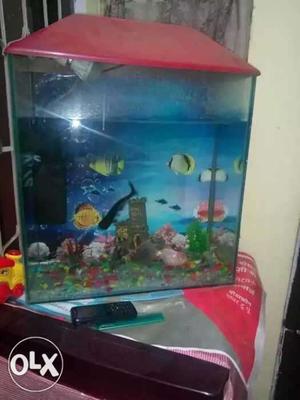 Urgent sale aquarium pls sath me 2 fish goldy or