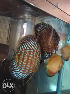 Urgent sell six discus fishes all together