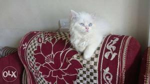 Want to sale my white kittens in  each..very