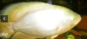 White Albino Oscar Fish