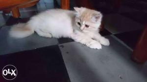 White And Orange Persian Cat