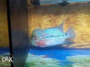 White And Pink Flowerhorn Fish Cichlid
