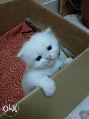 White Male kitten for good homes up for sale