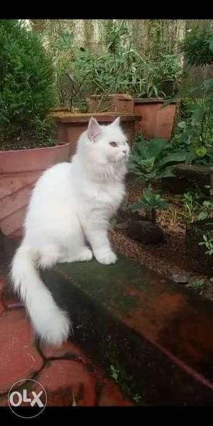 White Persian semipunch Cat 9 month old
