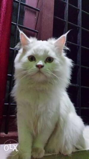 White Perssian cat(male-1year) doll face