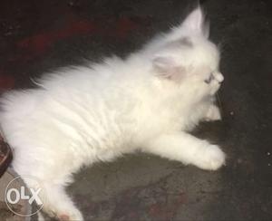White kitten doll face male ad female long fur