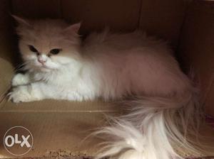 White long fur female perssian cat healty and