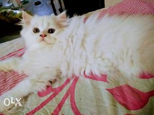 White male persian kitten for sale. price is