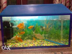 Whole quarium with fishes bargain allowed like