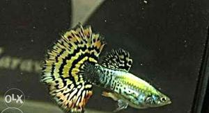 Yellow Mosaic male Guppy Fish