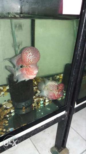 flowerhorn 2 inch