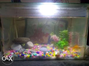  inch fish tank with 3 fish, some design