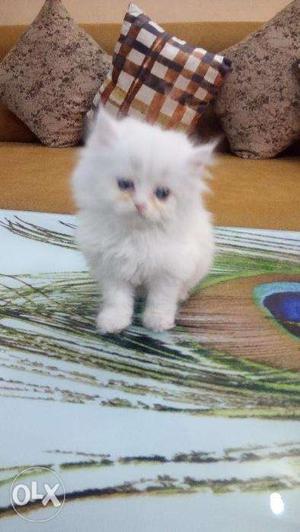 0 white doll face persian kitten for sale