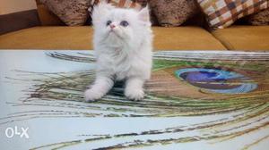 0 white persian kitten for sale in cash on delivery