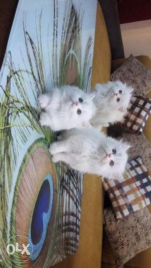 00Beautiful So Nice Persian Kittens & Cats For Sale in