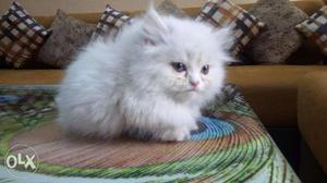 0Cash on delivery free Persian kitten sale all NCR