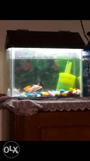 1 feet fish tank, water filter is also available