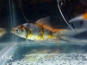 1 shubunkin goldfish London Bristol OG breed for