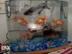 11 Big Fishs only in 900Rs. with Original Color
