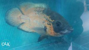 12" (1ft) Size Gyant Fair Oscar Fish, Warry