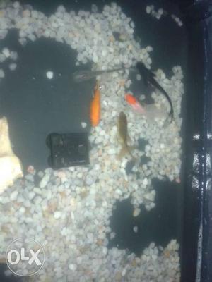 2 black shark's and 3 goldfish