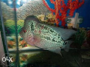 2 flowerhorn fish, both male and female in 