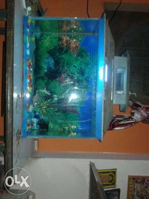 2 ft aquarium...clear and fresh