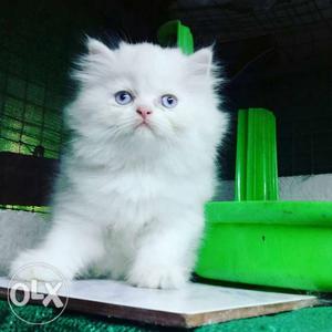2 month old persian female kitten for sale. Long