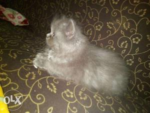 2 persian cats good quality  each grey and black
