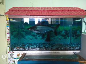 2 shark fish and fish tank