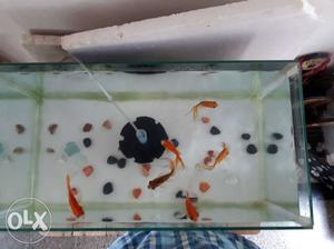 2×1 Size..fish tank.with motor and 6 golden fish