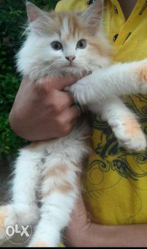 3.5 Months Vaaccinated Persian Kitten Female