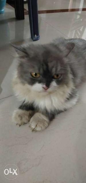 3 year old Persian cat for sale