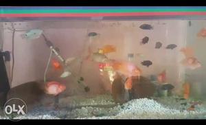 3ft aquarium with parot fish 3pair and others