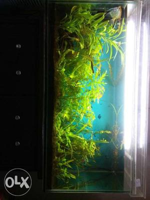 3fts planted aquarium for sale fully settled with