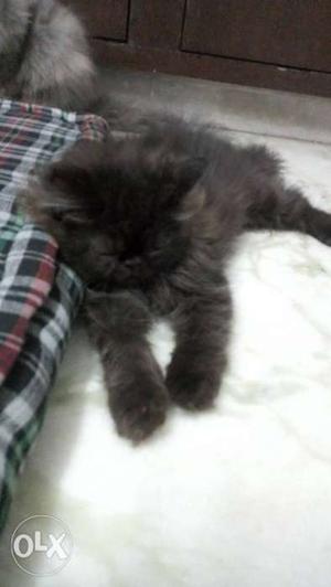 3mnth old Persian cat only  cat bed free