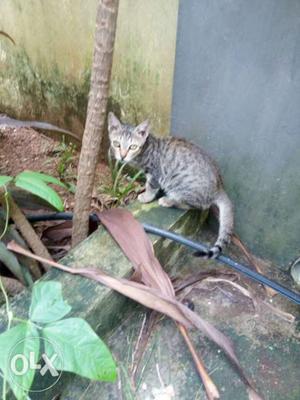 4 month old loving kitten up for adoption
